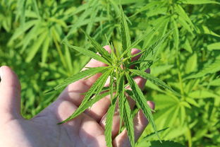 油麻崖豆，功效与作用的深度解析
