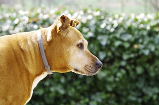 犬二尖瓣退行性病变的全面治疗指南