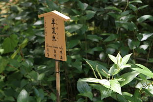 痛风性关节炎的中药治疗策略