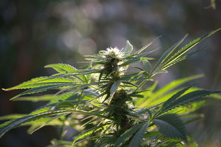 零陵香与哪些中草药功效相似？手把手教你选药