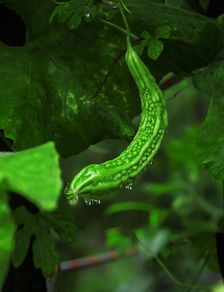 万年青胶囊，守护健康的天然卫士—从护肝到降糖的全方位解析