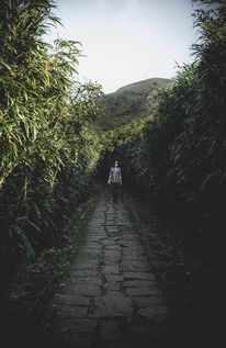 白背叶果，藏在深山中的天然宝藏