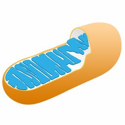 免疫球蛋白抑制剂，守护健康的生物盾牌