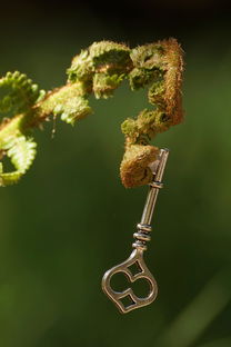 四方笋，山野珍宝的健康密码