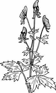 龙须草，从田间到药柜的自然守护者