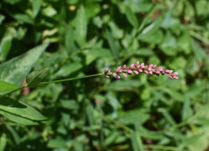 龙须草，从田间到药柜的自然守护者