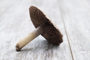 茨菇片的功效与作用详解，一篇文章带你全面了解