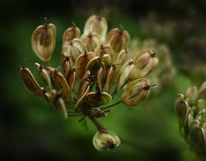 八角竻草药的作用详解