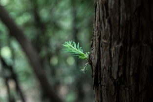 大叶冬青树，藏在山间的天然良药，这些功效你可能还不知道