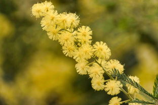 细叶草，田间地头的天然良药—从种植到入药的全方位解读