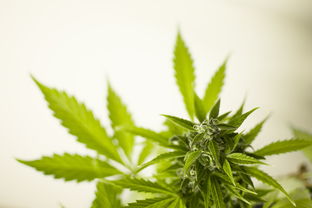 马齿苋的药用价值与中药方剂应用