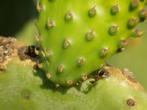 糖尿病植物性病变治疗详解