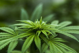 成人腮腺炎的中药治疗方案