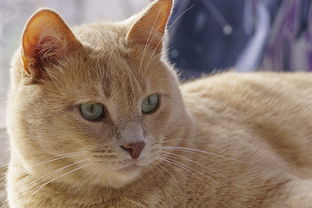 猫咪重大手术全攻略，术前术后用药指南与护理技巧