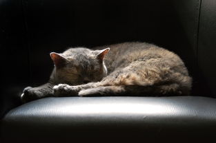 猫咪重大手术全攻略，术前术后用药指南与护理技巧