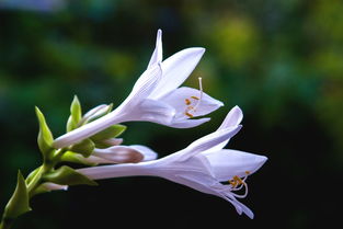 龙芽草，民间草药的三宝与三忌