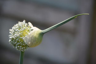 白芍药，功效与作用详解