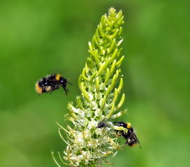 小柴胡草，功效、作用与应用解析