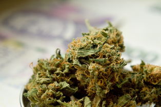马尾鞭草，传统医药中的神奇草本
