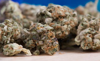 马尾鞭草，传统医药中的神奇草本