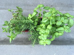马尾鞭草，传统医药中的神奇草本