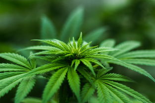 脑转移性肝癌的药物治疗指南，科学用药与生活建议