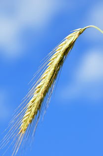 黎麦的中药作用详解