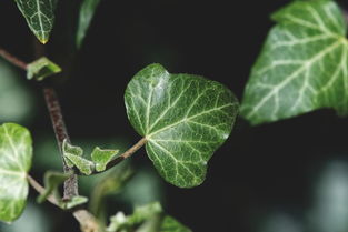 中草药植物图片与作用详解