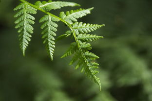 金荞麦根，被低估的天然消炎药有多神奇？医生详解五大功效+真实案例