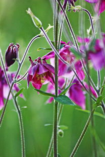 菊蒿芽，功效、作用及实际应用
