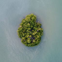 露蜂房+白芷，古方新用，解锁皮肤焕新密码