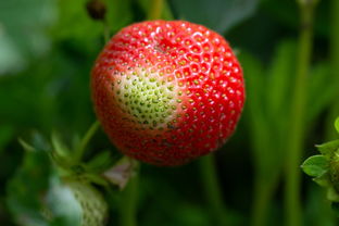 广西中药石油菜，田间野草变良药，这几点功效你肯定想不到！