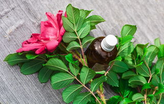 风尾草的药用价值与替代方案全解析