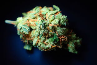 怀芽花叶，传统草本与现代生活的健康守护者