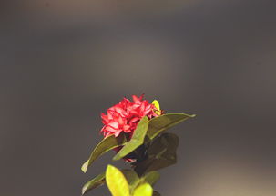 羊耳朵花泡水喝，传统草药的现代养生指南