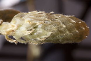 蚕食性角膜溃疡是什么？