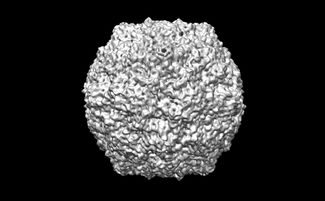 关于HPV52阳性病毒感染的治疗详解