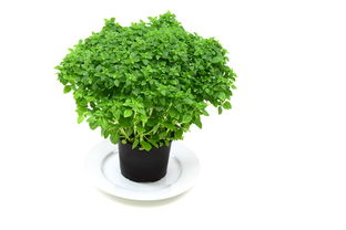 伸筋草与疏筋草，助力关节健康的神奇植物