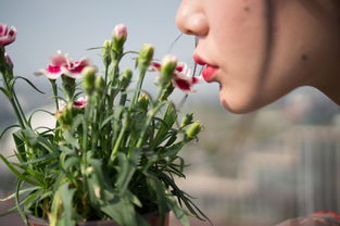 鱼腥草，被误解的臭草竟是养生高手？医生带你科学认识它的功效