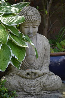 圆柏，传统草药中的安神良药？从功效到选方与使用指南