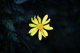 藜芦，被低估的天然良药？功效、禁忌与使用指南全解析