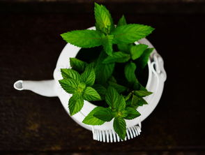 五指风草药的作用，深入解析其功效与应用