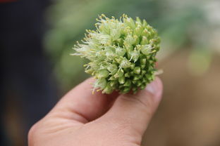 姜黄，厨房里的黄金 spice 药方