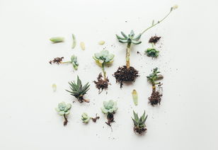 金钱木根，藏在民间的天然药箱？功效与作用全解析