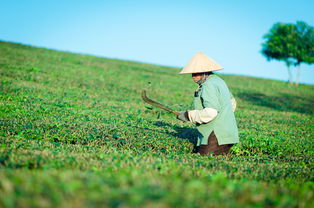 中药毛根，藏在田间地的天然良药—从田间到药柜的神奇功效全解析