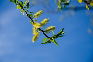 抗癌药中的春字，那些与春天相关的药物故事