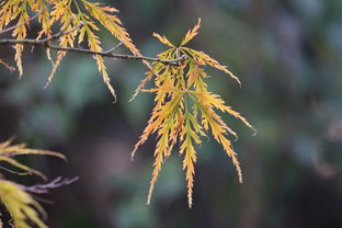 白蒿，田间小草的养生密码，这5大功效让你重新认识它！
