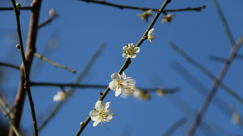 野花生，藏在田埂间的养生宝藏