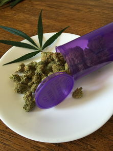 炒黄芩，从田间到药柜的黄金蜕变