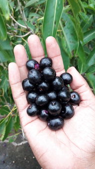 眼球生物参数是什么？一次全面解析！